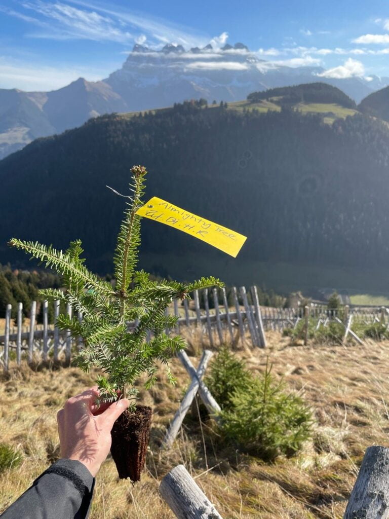 Plantation d'arbres avec Almighty Tree