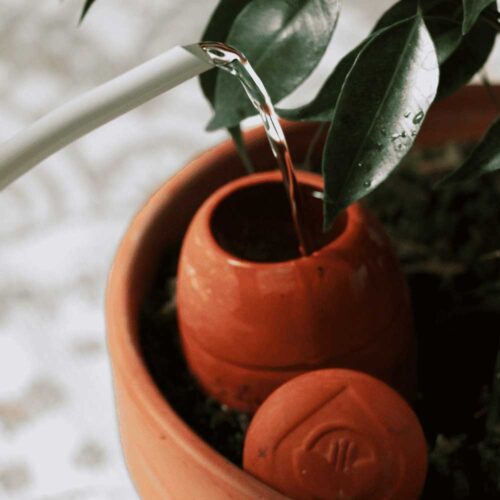Arrosage d'une Olla
