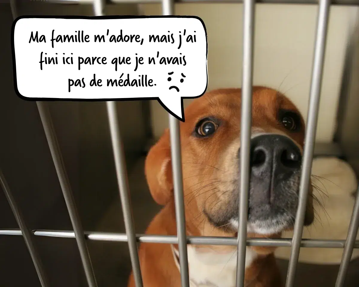 Chien triste dans une fourrière car il n'avait pas de médaille d'identification wooper.